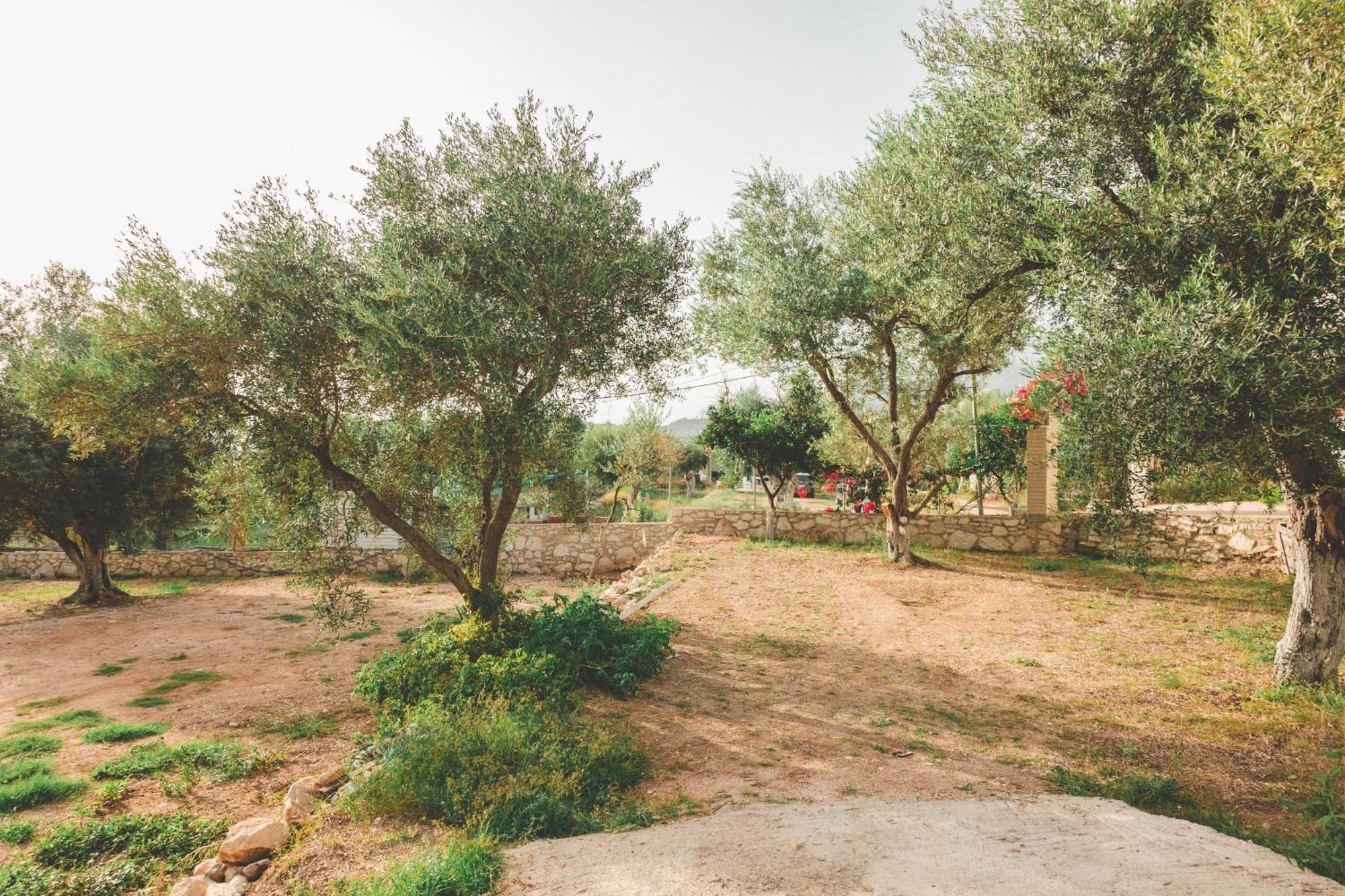 Olive Camping هيماري المظهر الخارجي الصورة