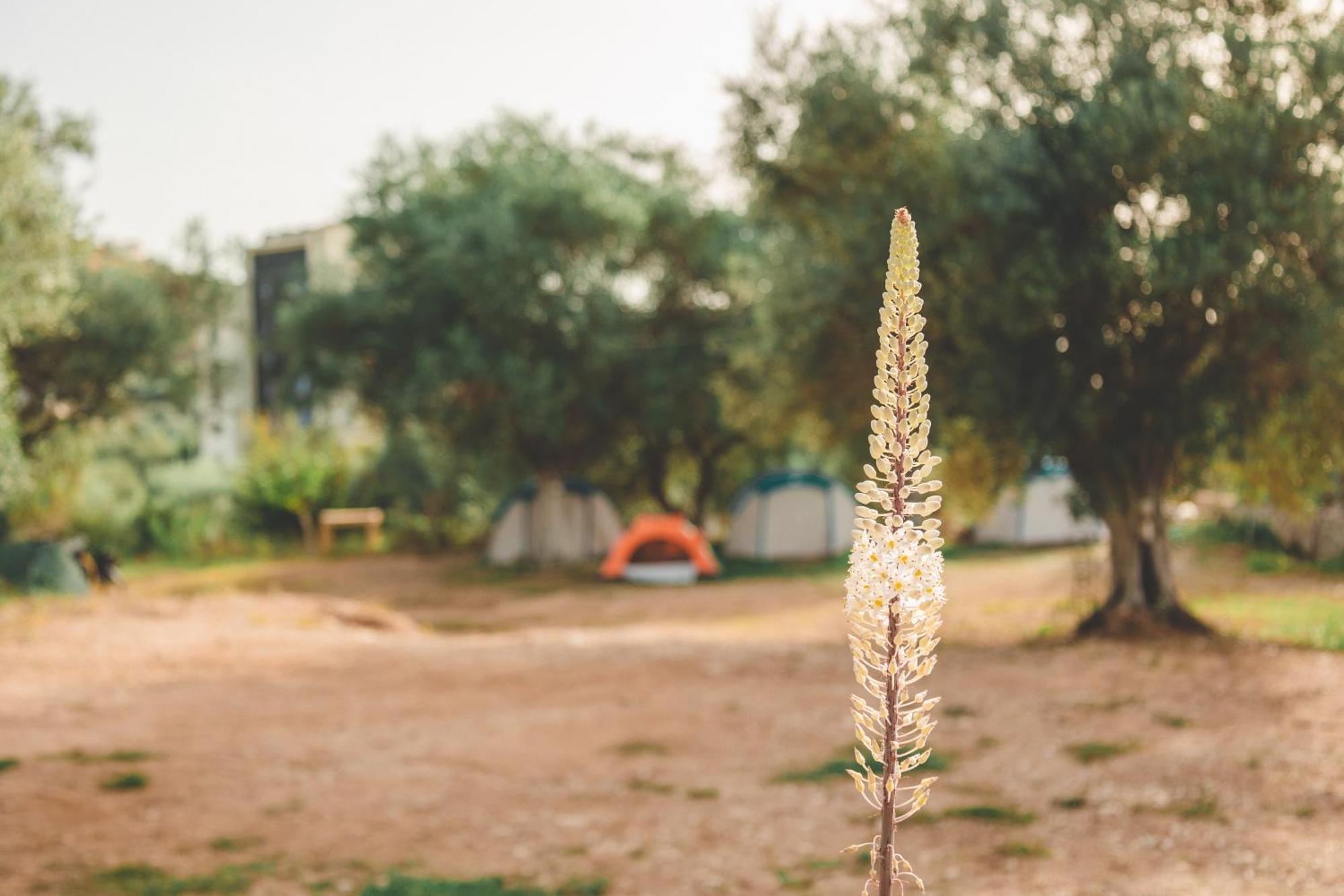 Olive Camping هيماري المظهر الخارجي الصورة